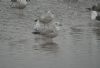 Caspian Gull at Hole Haven Creek (Steve Arlow) (56794 bytes)